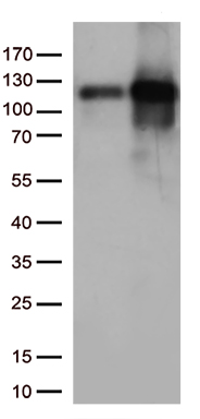 KIAA1970 (EARS2) antibody