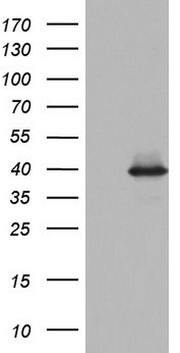 KIBRA (WWC1) antibody