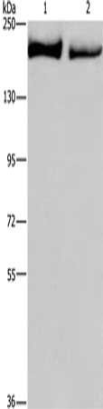 KIDINS220 antibody