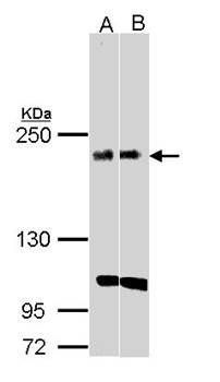 KIDINS220 antibody