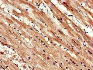 KIF14 Antibody