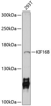 KIF16B antibody