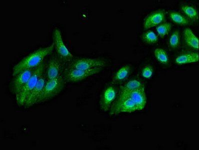 KIF17 Antibody