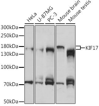 KIF17 antibody