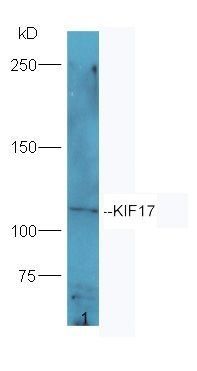 KIF17 antibody