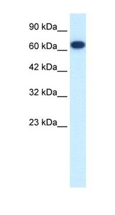 KIF19 antibody