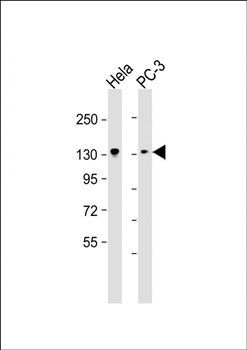 KIF1B antibody