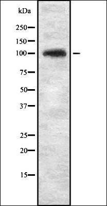 KIF20A antibody