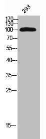 KIF20A Antibody