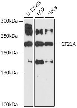 KIF21A antibody