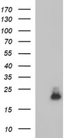 KIF25 Antibody