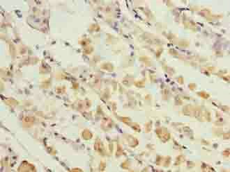 KIF26B antibody