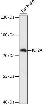 KIF2A antibody