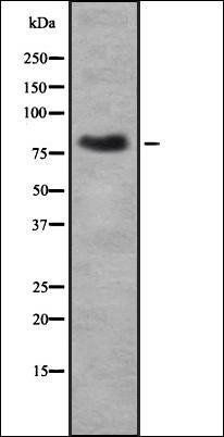 KIF3A antibody