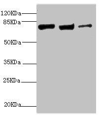KIF3A Antibody