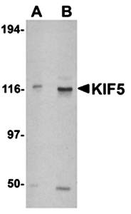 KIF5 Antibody