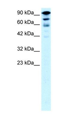 KIF5A antibody