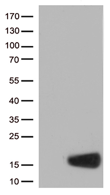 KIF6 antibody