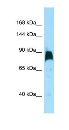 KIF7 antibody