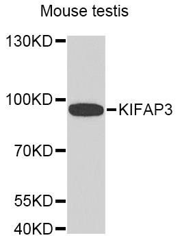 KIFAP3 antibody