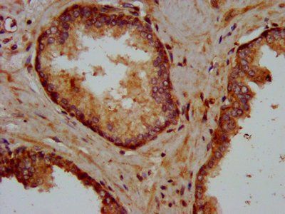 KIFAP3 Antibody