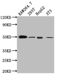 HAVCR1 Recombinant Monoclonal Antibody