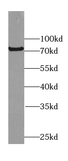Kindlin 2 antibody