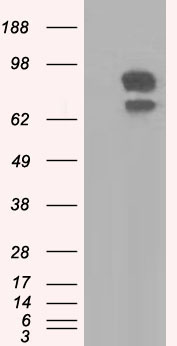 Kindlin 2 (FERMT2) antibody