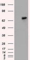 Kindlin 2 (FERMT2) antibody