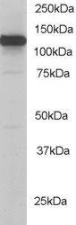 Goat anti-Kinesin 1 / UKHC Antibody