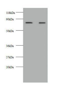 Kininogen-1 antibody