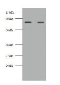 KNG1 Antibody
