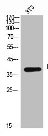 KIR2DL1 Antibody