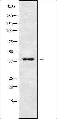 KIR2DL2 antibody