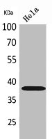 KIR2DL3 antibody