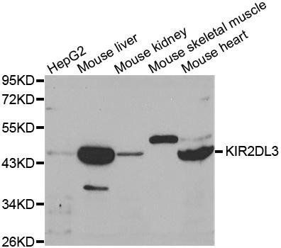 KIR2DL3 antibody