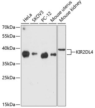 KIR2DL4 antibody