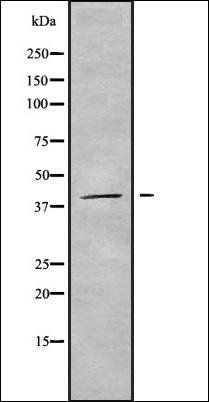 KIR2DL5A antibody