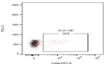 Anti-KIR2DS2 antibody