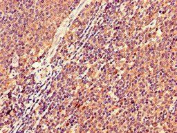 KIR2DS2 Antibody