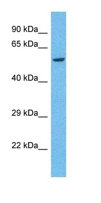 KIR2DS4 antibody