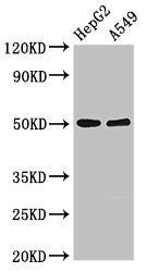 KIR3DL1 Antibody