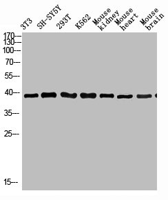 KIR3DL1 antibody