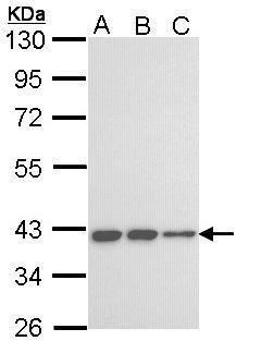 KIR3DL2 Rabbit Polyclonal Antibody