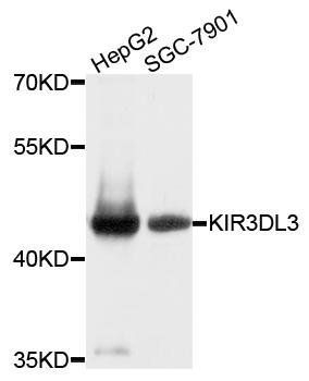 KIR3DL3 antibody