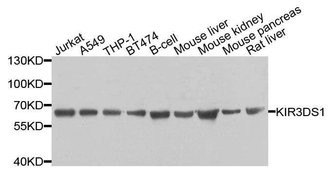 KIR3DS1 antibody