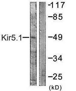 Kir5.1 (Ab-416) Antibody