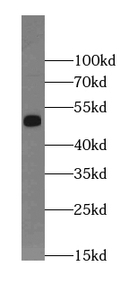 Kir6.1 antibody