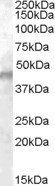 Goat anti-Kcnj11 / Kir6.2 Antibody