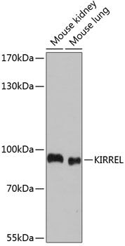 KIRREL antibody